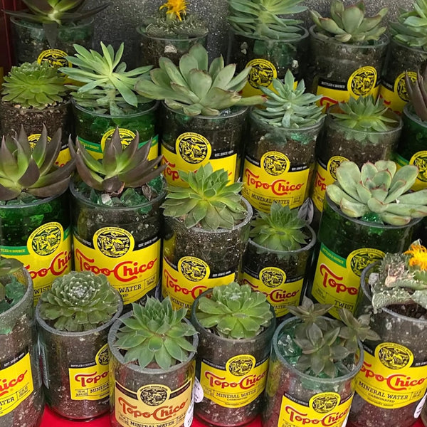 TUC Topo Chico Succulent Planter - Rancho Diaz